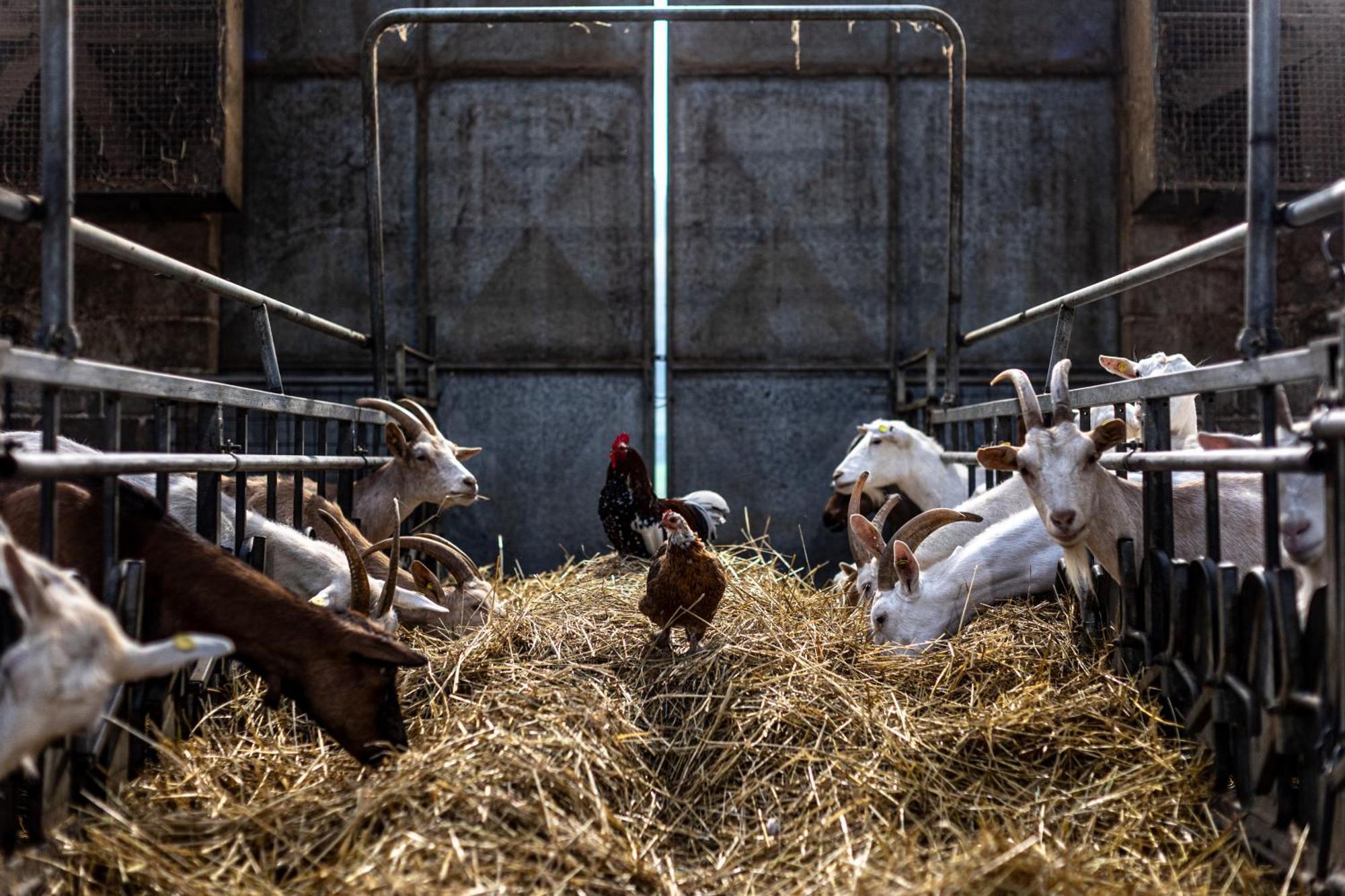 Agriturismo Why Farm Marano Ticino 外观 照片