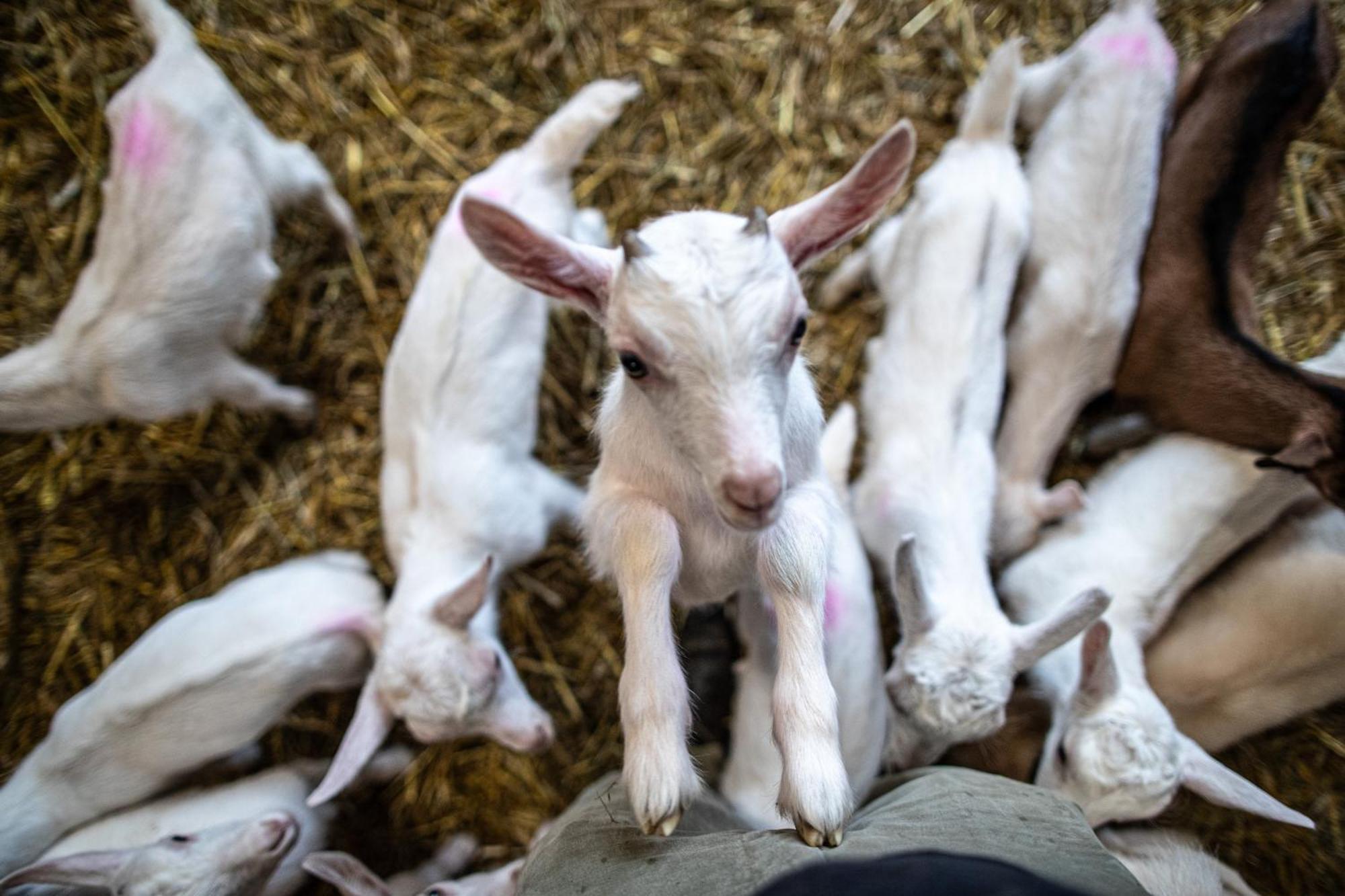 Agriturismo Why Farm Marano Ticino 外观 照片